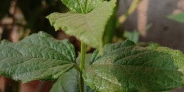 Another name of relief 'Harsingar', not one or two, leaves many problems