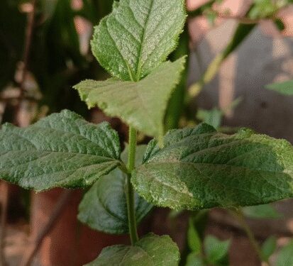 Another name of relief 'Harsingar', not one or two, leaves many problems