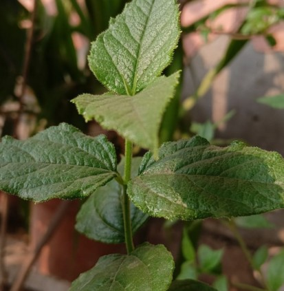 Another name of relief 'Harsingar', not one or two, leaves many problems