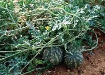 'Bitter Apple', full of medicinal properties, takes special care of the skin