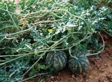 'Bitter Apple', full of medicinal properties, takes special care of the skin