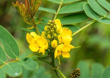 Chakramard: White stains, ringworm, and diabetes miraculous plant