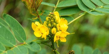 Chakramard: White stains, ringworm, and diabetes miraculous plant