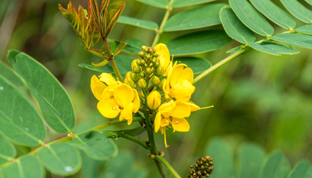 Chakramard: White stains, ringworm, and diabetes miraculous plant