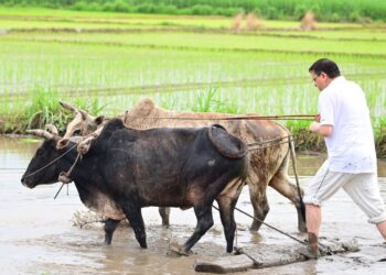 Comminable CM Pushkar Singh Dhami as Kisan ploughing the field planted paddy | Commendable! The CM of this state was seen running plows in the field, paddy with women also planted, said: Old memories were fresh. News Track in Hindi