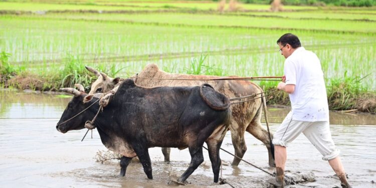 Comminable CM Pushkar Singh Dhami as Kisan ploughing the field planted paddy | Commendable! The CM of this state was seen running plows in the field, paddy with women also planted, said: Old memories were fresh. News Track in Hindi