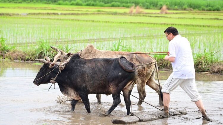 Comminable CM Pushkar Singh Dhami as Kisan ploughing the field planted paddy | Commendable! The CM of this state was seen running plows in the field, paddy with women also planted, said: Old memories were fresh. News Track in Hindi
