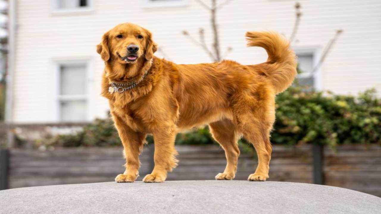 Dog Gets Government Residential Certificate in Bihar: RTPS Blunder Goes Viral, Sparks Outraage | Bihar News: Lieu of Lapwahi! 'Dog Babu' got government residence certificate, mother 'Kutia Devi', father 'Dog Babu' in Bihar. News Track in Hindi