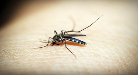 Ethiopia: More than 5 lakh cases of malaria reported in May, WHO report