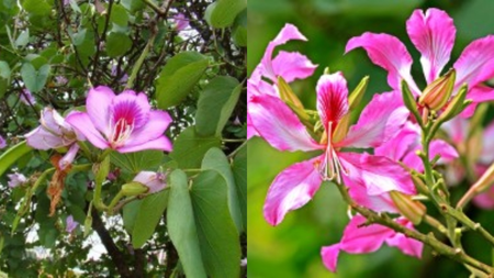 From joint pain to thyroid, amazing benefits of kachanar!