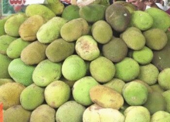 ‘जैकफ्रूट डे’ विशेष : पाचन तंत्र के लिए वरदान है कटहल, रक्तचाप को भी करता है नियंत्रित