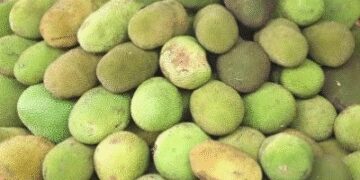 ‘जैकफ्रूट डे’ विशेष : पाचन तंत्र के लिए वरदान है कटहल, रक्तचाप को भी करता है नियंत्रित