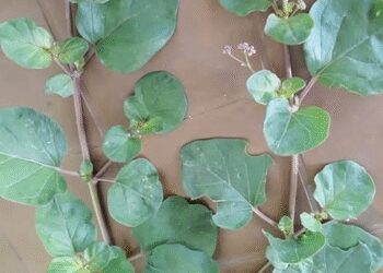 सिंथेटिक दवा नहीं, प्राकृतिक वरदान है सांठी!