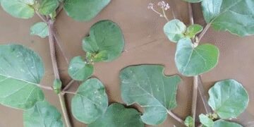 सिंथेटिक दवा नहीं, प्राकृतिक वरदान है सांठी!