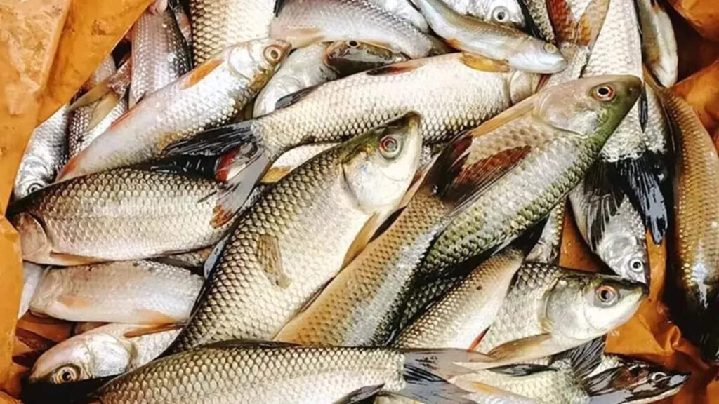 SC/ST farmers will get the benefit of pond based fisheries in plateau areas, new scheme of Bihar government starts