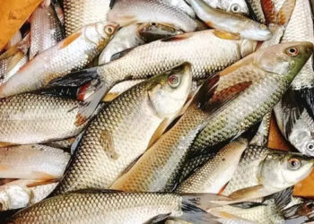 SC/ST farmers will get the benefit of pond based fisheries in plateau areas, new scheme of Bihar government starts