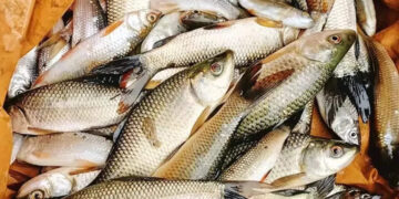 SC/ST farmers will get the benefit of pond based fisheries in plateau areas, new scheme of Bihar government starts