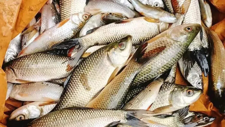 SC/ST farmers will get the benefit of pond based fisheries in plateau areas, new scheme of Bihar government starts