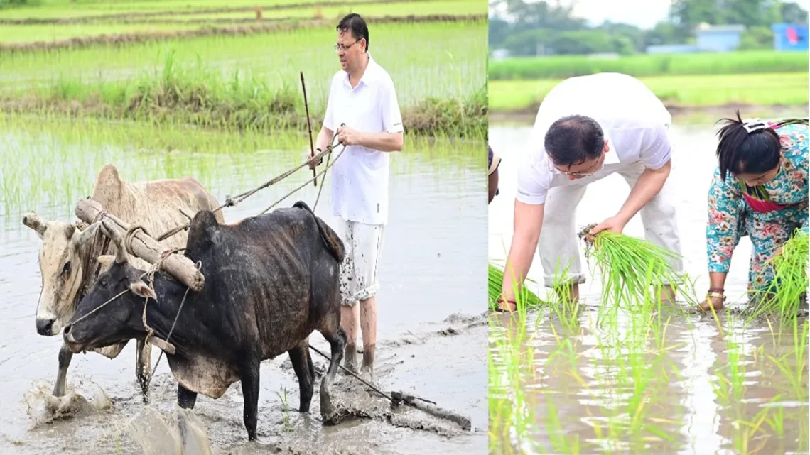 Uttarakhand CM Pushkar Singh Dhami Planted Paddy and Plughed The Field: Uttarakhand CM Pushkar Singh Dhami remembered the old days by driving paddy, plow in his field, uttarakhand CM Pushkar Singh Dhami Planted Paddy In his Field, Plughed the Field and Remembred the old days