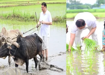 Uttarakhand CM Pushkar Singh Dhami Planted Paddy and Plughed The Field: Uttarakhand CM Pushkar Singh Dhami remembered the old days by driving paddy, plow in his field, uttarakhand CM Pushkar Singh Dhami Planted Paddy In his Field, Plughed the Field and Remembred the old days
