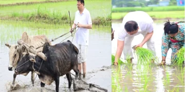 Uttarakhand CM Pushkar Singh Dhami Planted Paddy and Plughed The Field: Uttarakhand CM Pushkar Singh Dhami remembered the old days by driving paddy, plow in his field, uttarakhand CM Pushkar Singh Dhami Planted Paddy In his Field, Plughed the Field and Remembred the old days