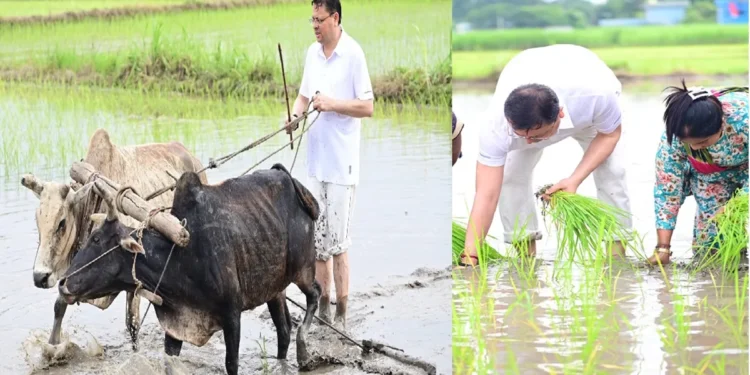 Uttarakhand CM Pushkar Singh Dhami Planted Paddy and Plughed The Field: Uttarakhand CM Pushkar Singh Dhami remembered the old days by driving paddy, plow in his field, uttarakhand CM Pushkar Singh Dhami Planted Paddy In his Field, Plughed the Field and Remembred the old days