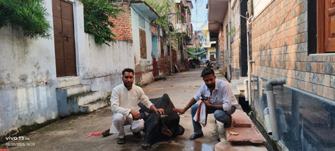 Bayana: Mahakal Gau Seva Samiti treated the sore cow dynasty