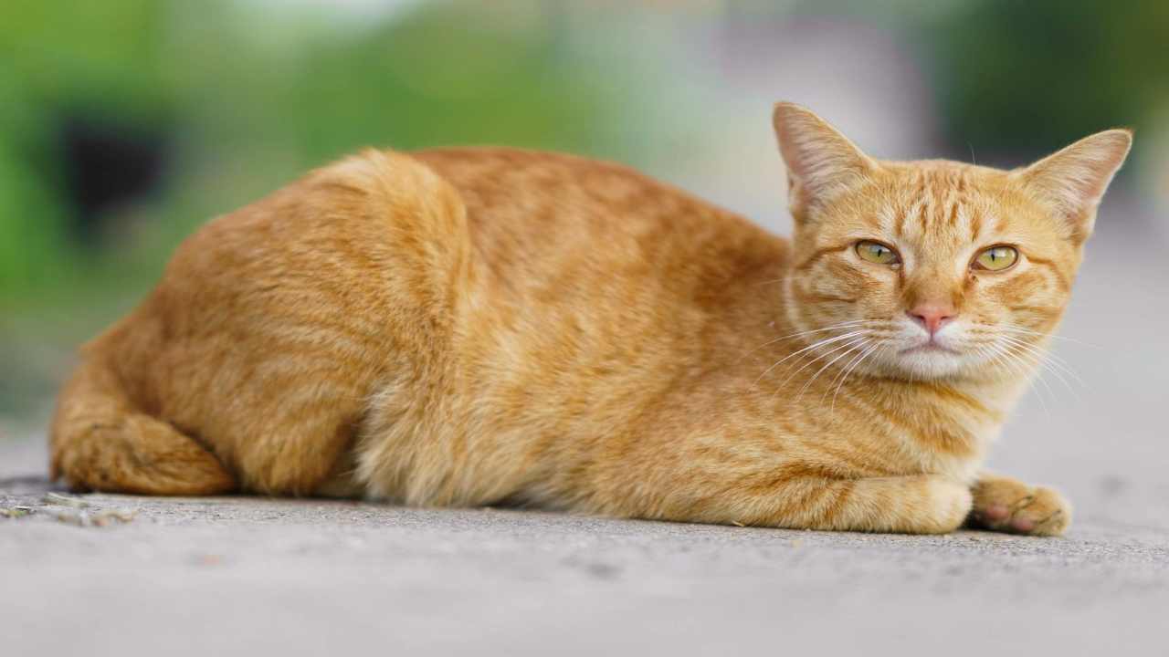 Cat Kumar Voter fraud in bihar: fake domicile certificate with cat photo shocks offer Cat's photo and name 'Kat Kumar'! The limits of fraud in Bihar, fake residence evidence of government systems. News Track in Hindi