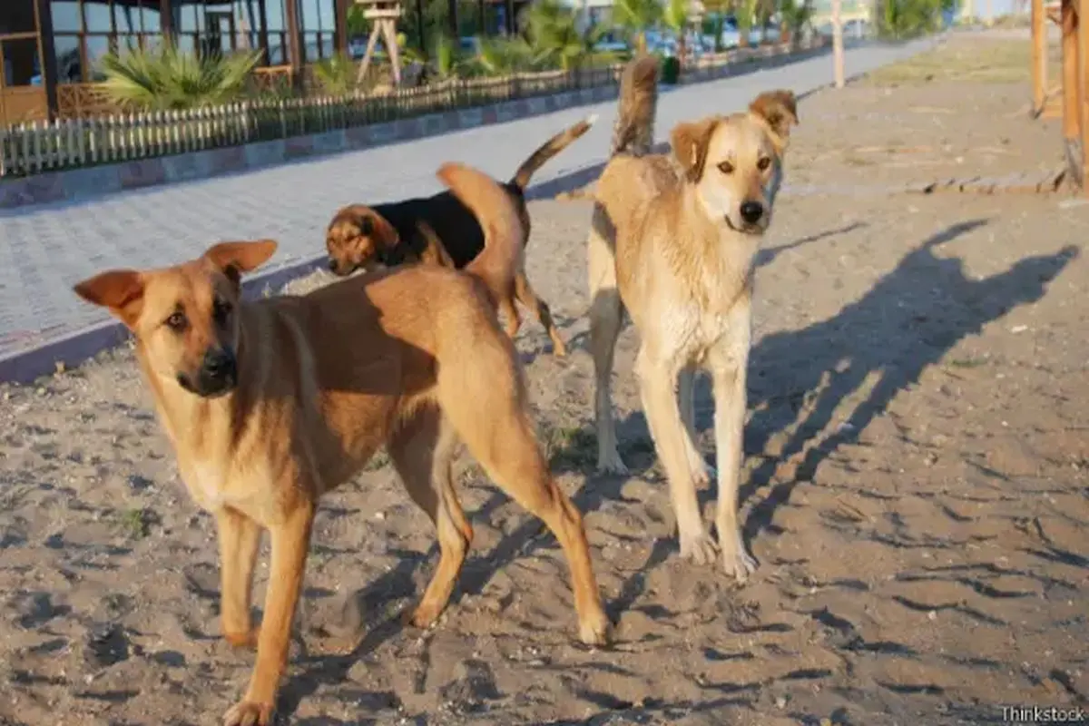 Supreme Court takes a big step in conservation and management of stray dogs, stray dogs will be sent back to the mohallas and streets from shelter home