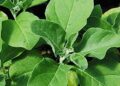 Ashwagandha is not just a herb, the source of complete power, know its miraculous benefits