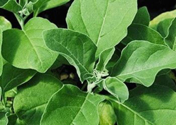Ashwagandha is not just a herb, the source of complete power, know its miraculous benefits