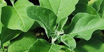 Ashwagandha is not just a herb, the source of complete power, know its miraculous benefits