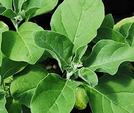 Ashwagandha is not just a herb, the source of complete power, know its miraculous benefits