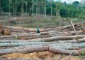 Cover Katha/Flood: Forests Calling Destruction