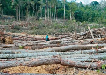 Cover Katha/Flood: Forests Calling Destruction