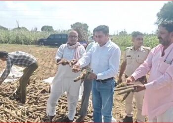 Crops destroyed by rain, former MLA Baljit Yadav adamant on demanding compensation to farmers