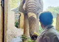 Delhi Zoo African Elephant 'Shankar' dies, ordered inquiry