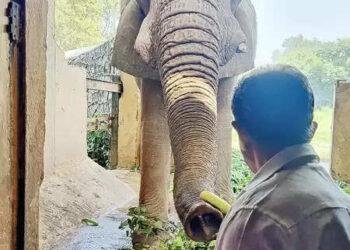 Delhi Zoo African Elephant 'Shankar' dies, ordered inquiry