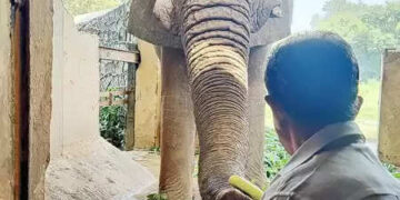Delhi Zoo African Elephant 'Shankar' dies, ordered inquiry