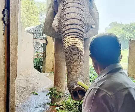Delhi Zoo African Elephant 'Shankar' dies, ordered inquiry
