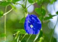 Flowers of Aparajita: Not only 'mother' is pleasing, very beneficial for children's health