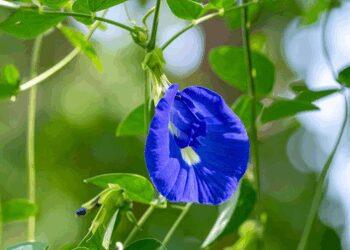 Flowers of Aparajita: Not only 'mother' is pleasing, very beneficial for children's health