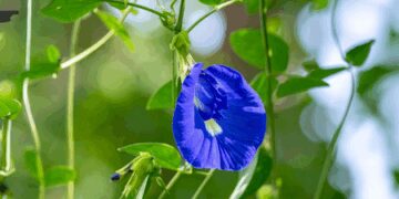 Flowers of Aparajita: Not only 'mother' is pleasing, very beneficial for children's health