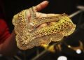 Gold-silver prices at record high, 24 carat gold beyond ₹ 1 lakh, silver reached ₹ 97,275/kg