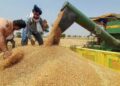 How Punjab Floods Affect India Food Supply Chain Impact on Indian Crops | Rice and Anta will be very expensive, the budget of Punjab will spoil everyone's budget. News Track in Hindi