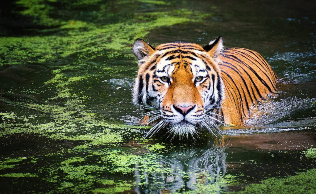 Husband killed by feeding poison, then heard the false story of death in tiger attack, the reason will surprise the reason