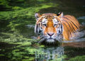 Husband killed by feeding poison, then heard the false story of death in tiger attack, the reason will surprise the reason