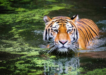 Husband killed by feeding poison, then heard the false story of death in tiger attack, the reason will surprise the reason