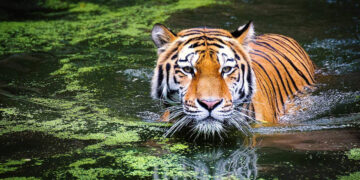 Husband killed by feeding poison, then heard the false story of death in tiger attack, the reason will surprise the reason