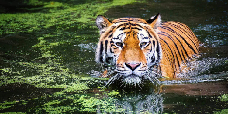 Husband killed by feeding poison, then heard the false story of death in tiger attack, the reason will surprise the reason